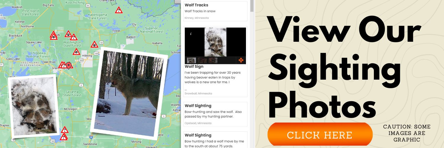 Wolf Sighting Images