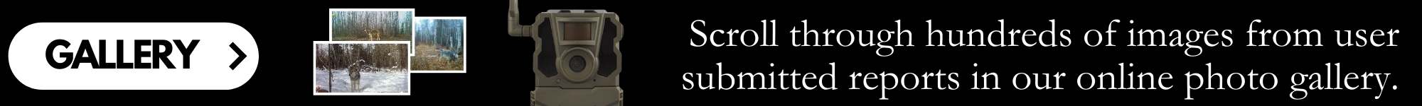 Hundreds of wolf images