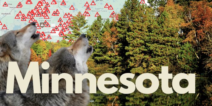 Minnesota Wolf Sightings