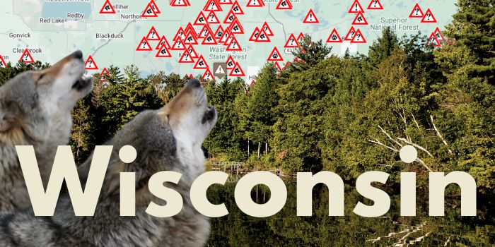 Wisconsin Wolf Sightings