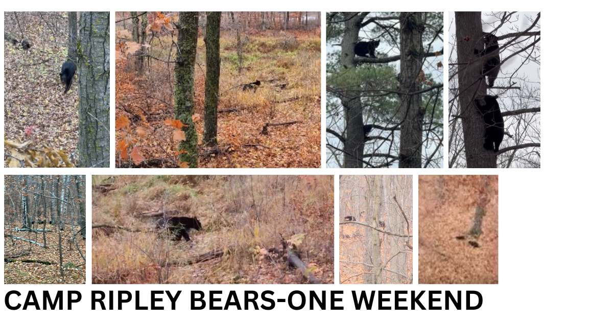 Bears In Minnesota