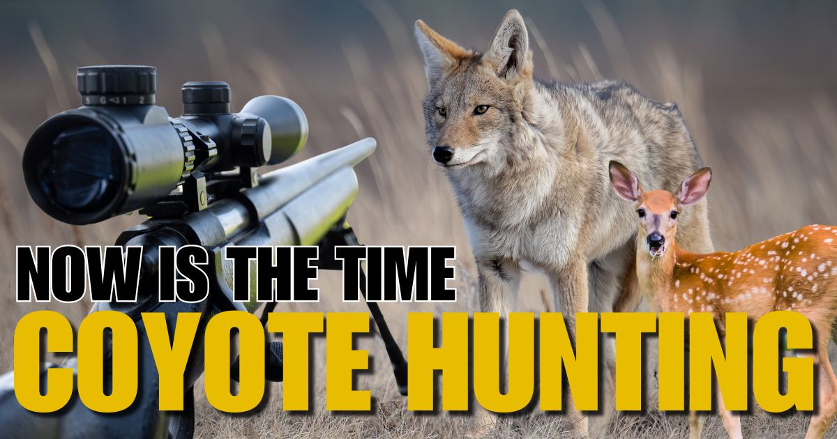 Minnesota Coyote Hunting