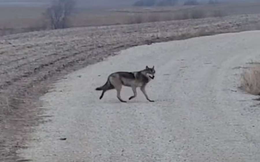 Iowa Wolf Sighting - Wolf.Report