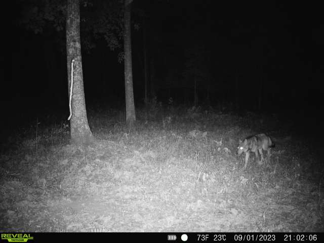 Wolf Sightings: Why and How to Report Encounters