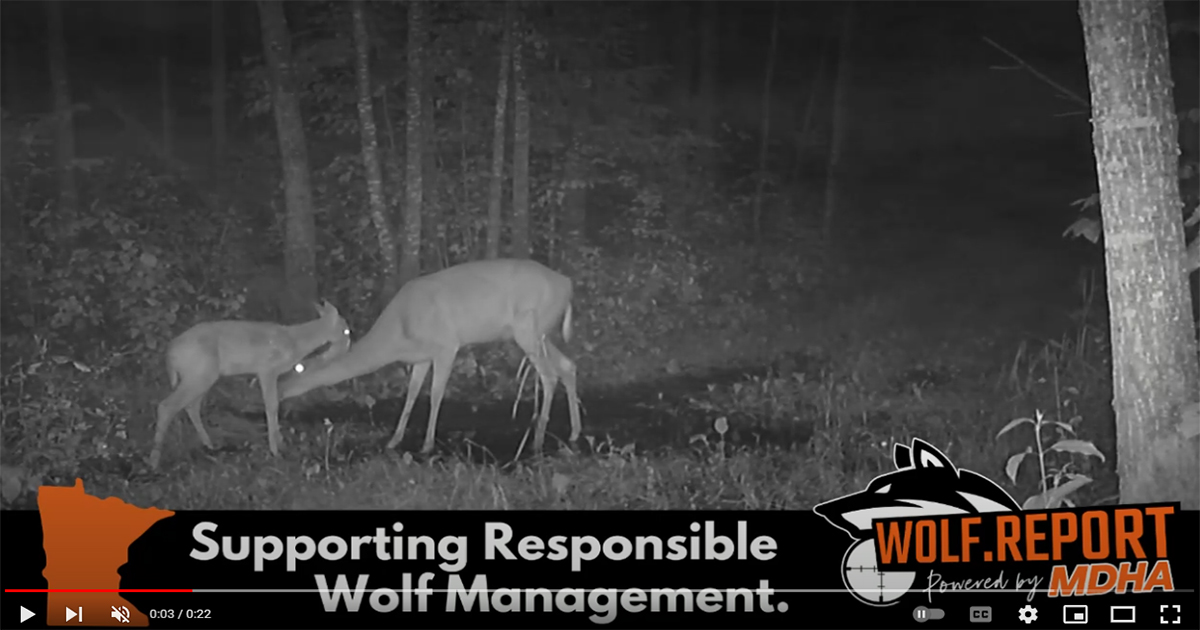 Wolf Kills Fawn in Minnesota