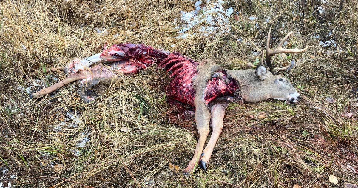 Minnesota Wolf Kill